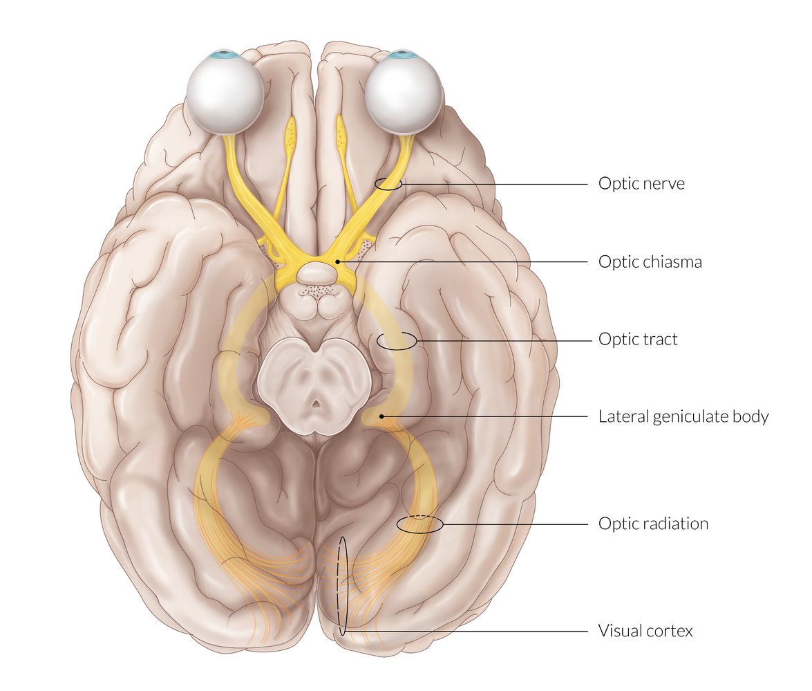 Optic nerve and visual pathway