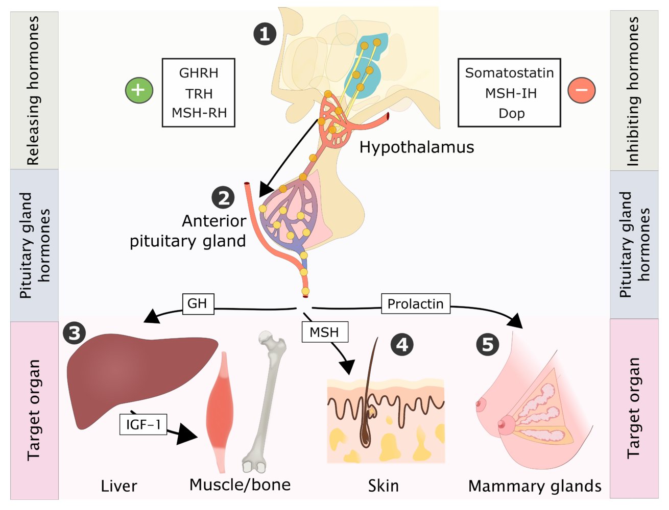 Hormonal feedback control of nontropic hormones