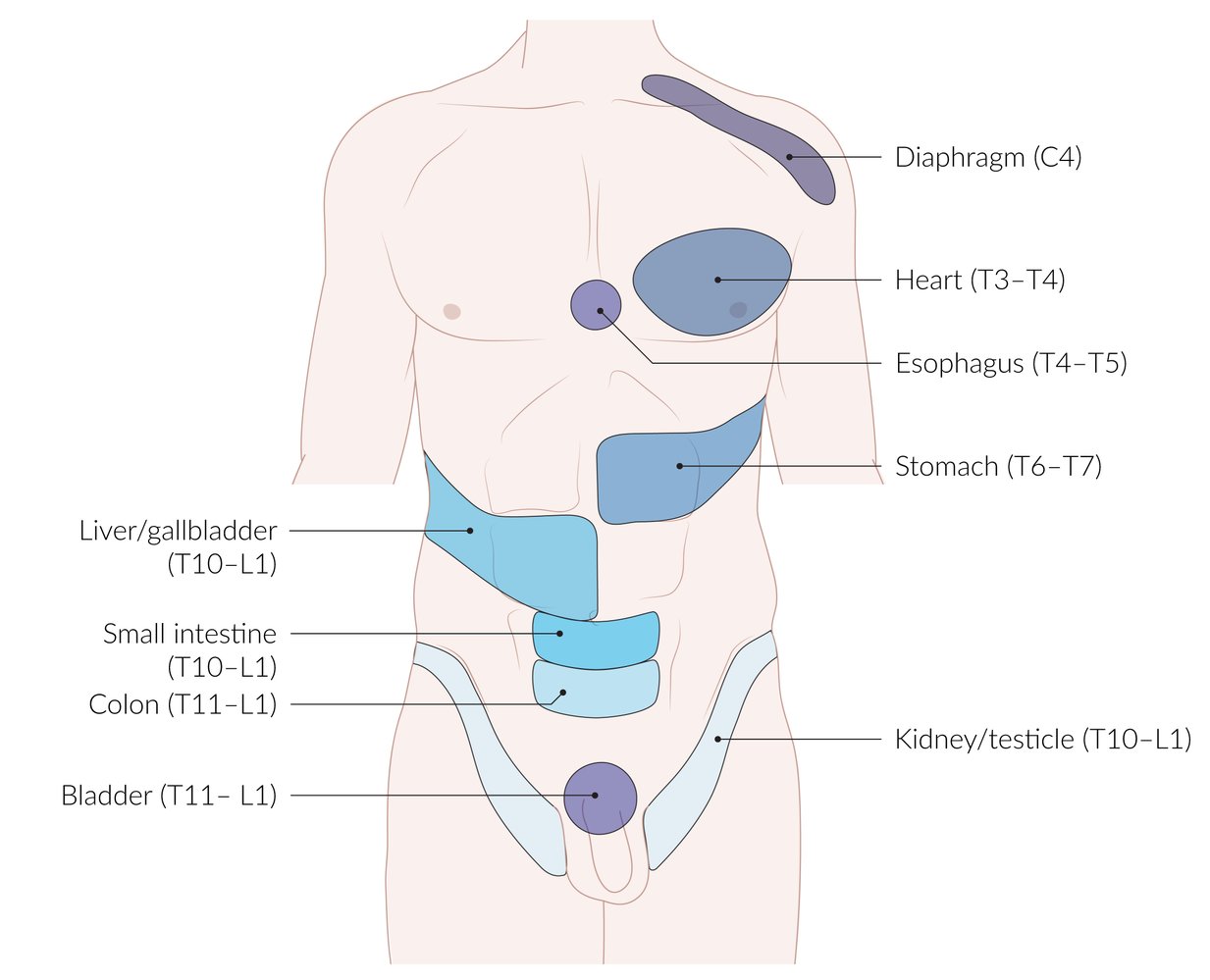 Referred pain of important internal organs