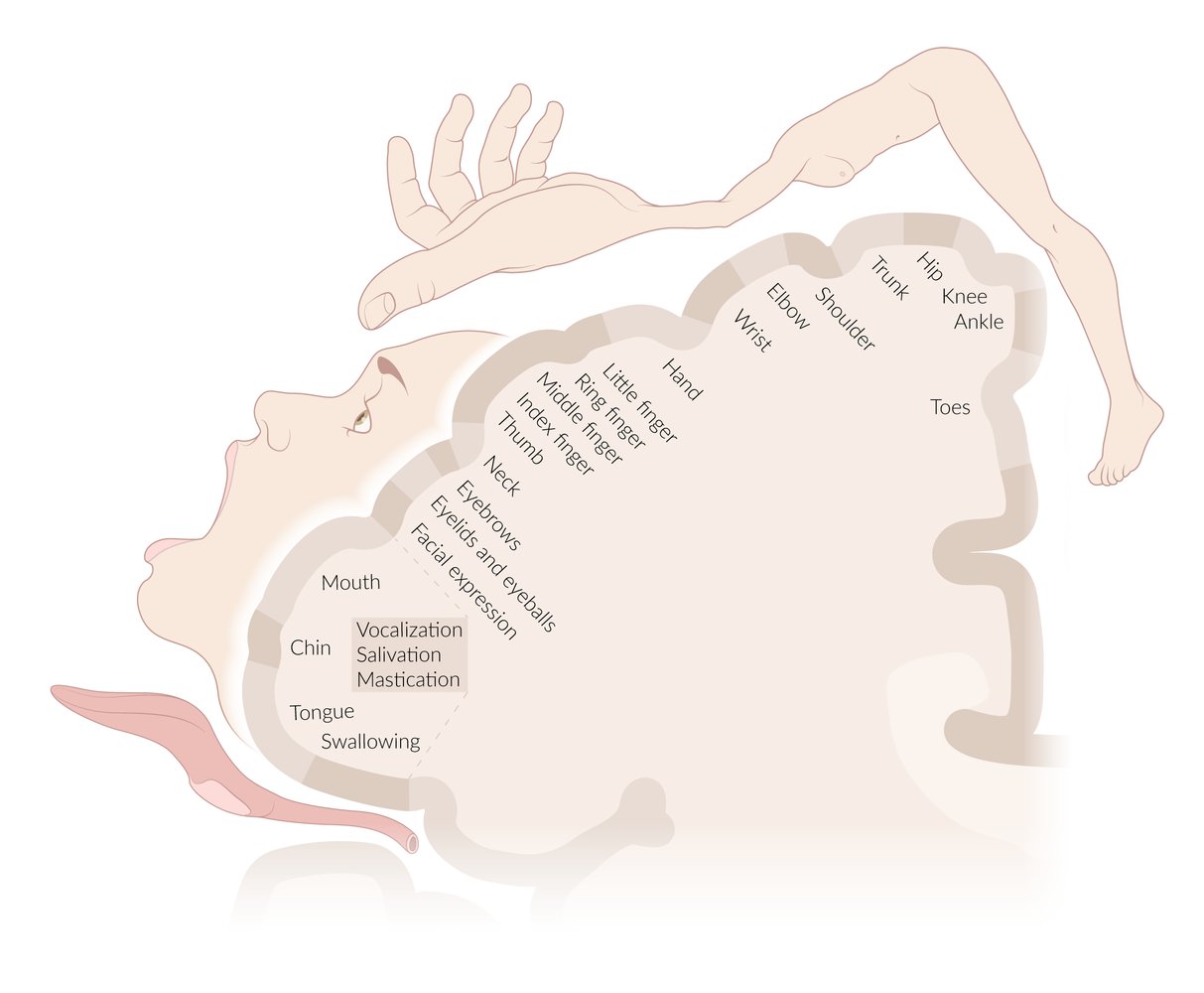 Motor homunculus