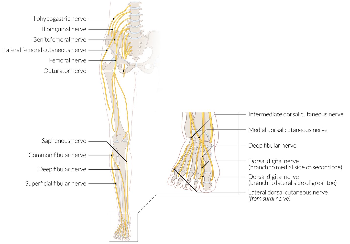 Innervation of the lower extremity (ventral view)