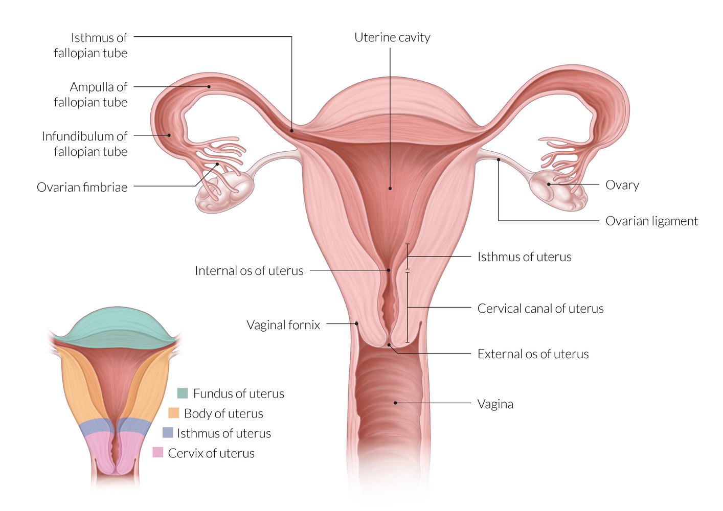 Uterus, fallopian tubes, and ovaries