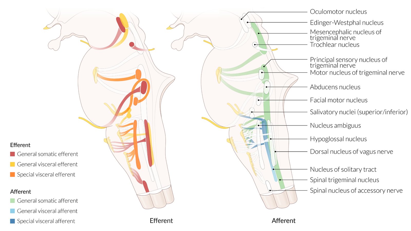 Cranial nerve nuclei