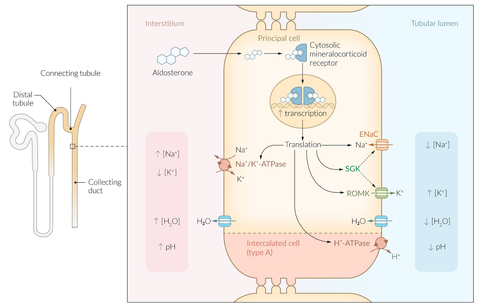 Action of aldosterone on renal tubular epithelial cells