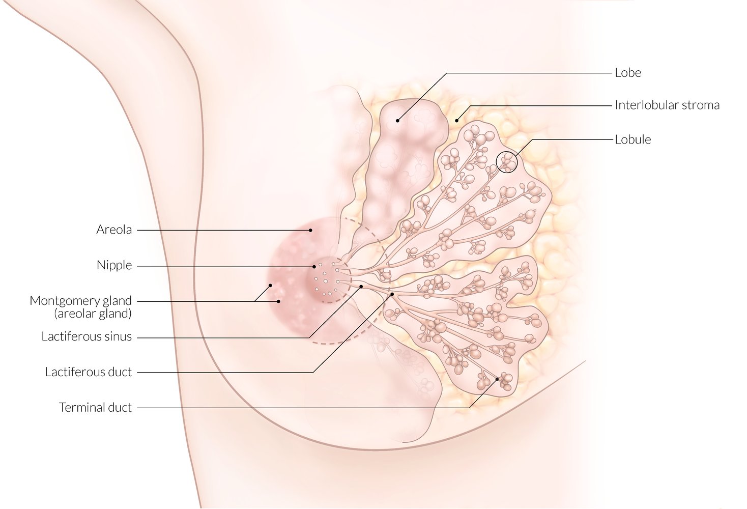 Breast