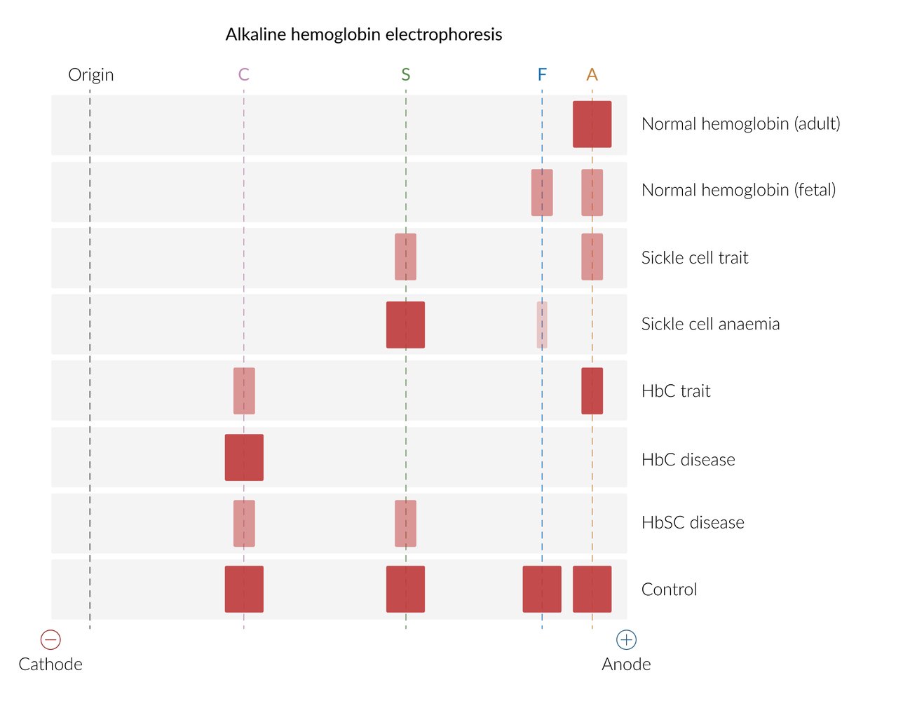 Hemoglobin electrophoresis