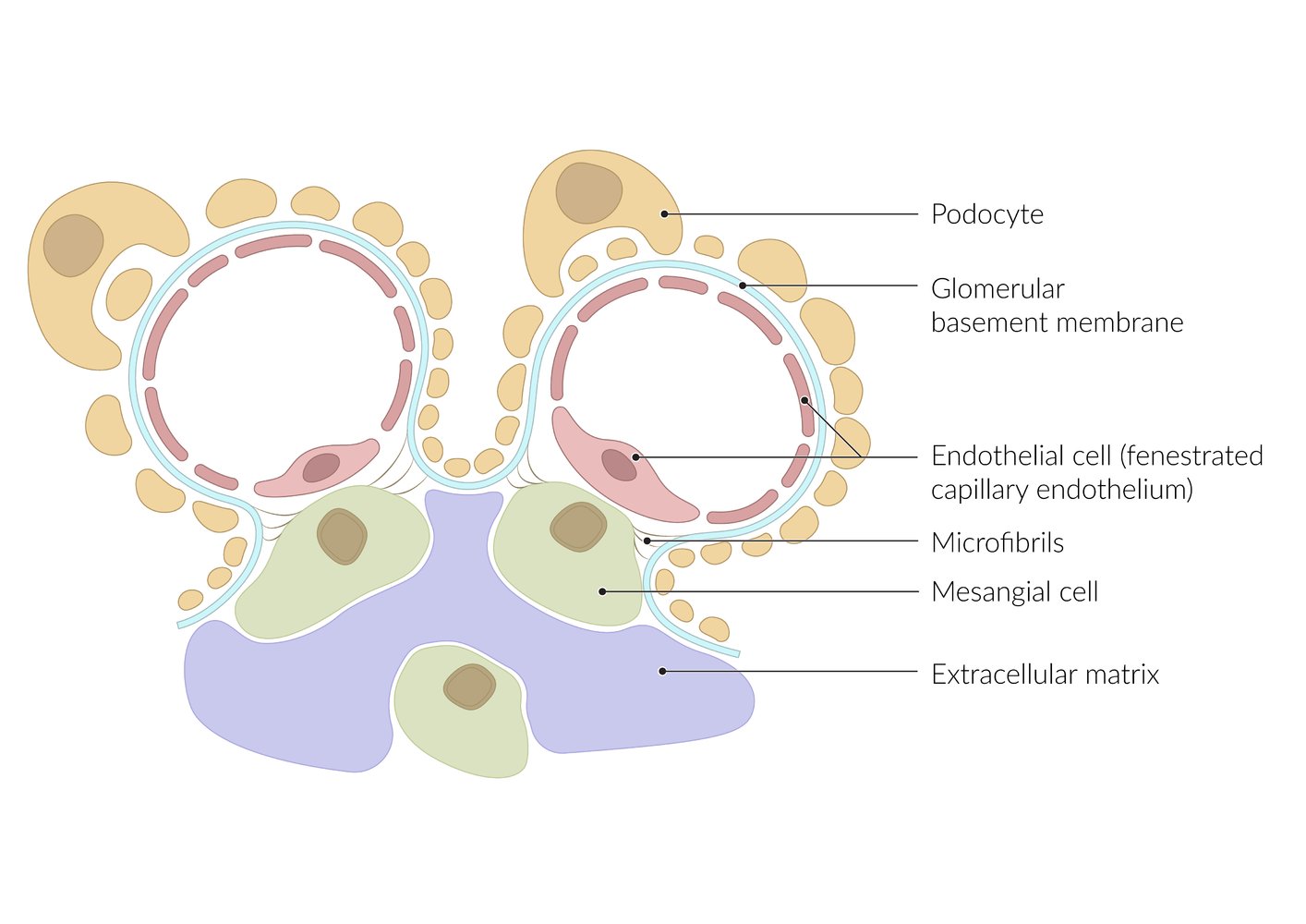 Renal glomeruli