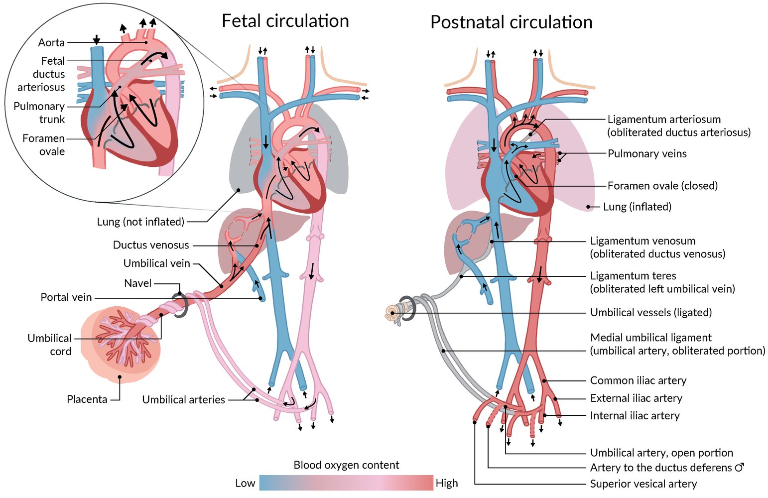 Fetal and postnatal circulation