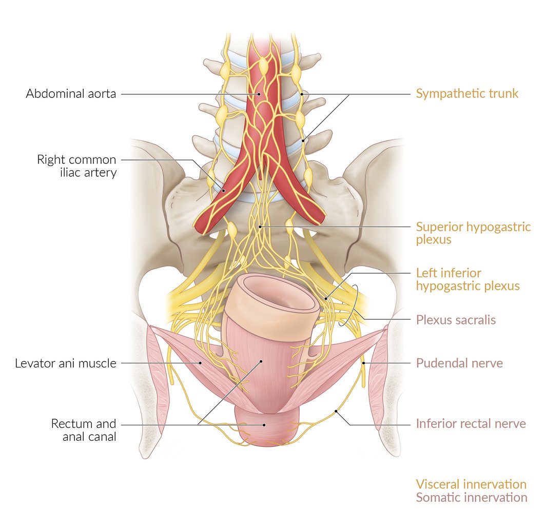 Innervation of the anal canal