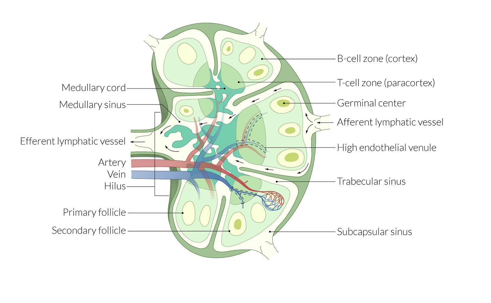 Anatomy of the lymph node