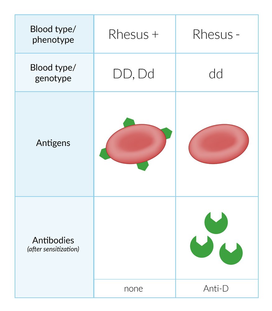 Rh blood group system
