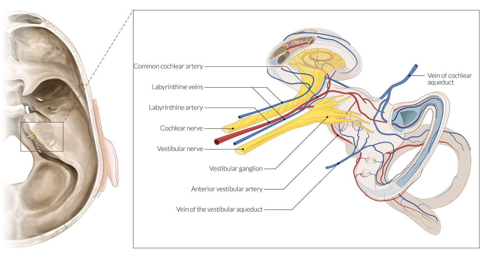 Neurovasculature of the inner ear