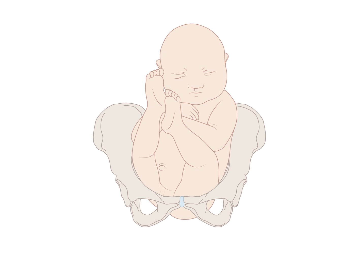 Types of breech presentation: Frank breech