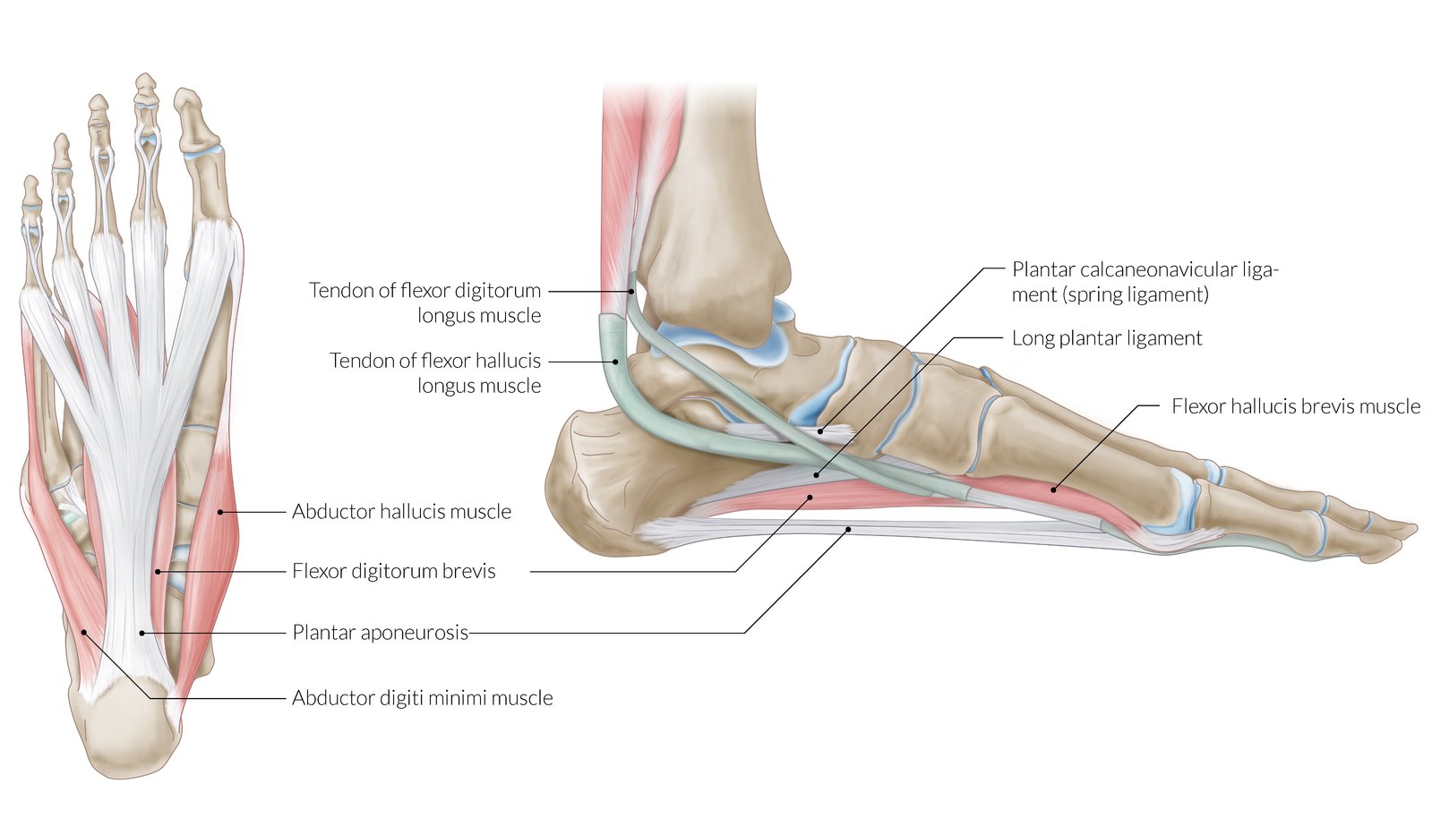Plantar aponeurosis and the medial longitudinal arch of the foot