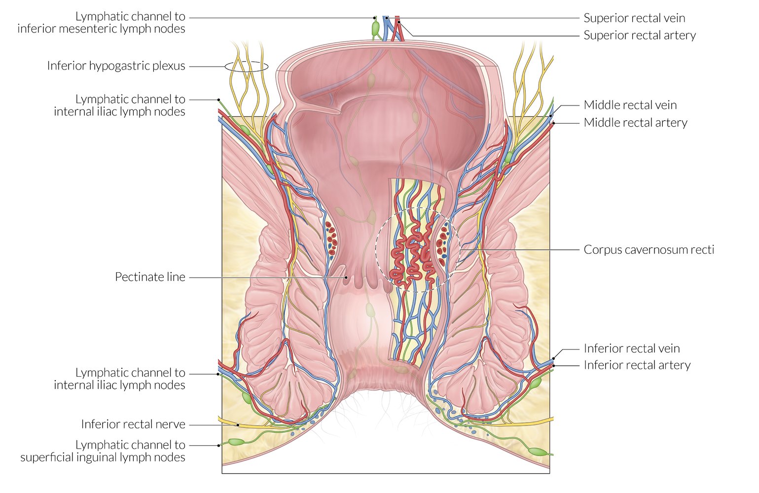 Blood supply and lymphatic drainage of the anal canal