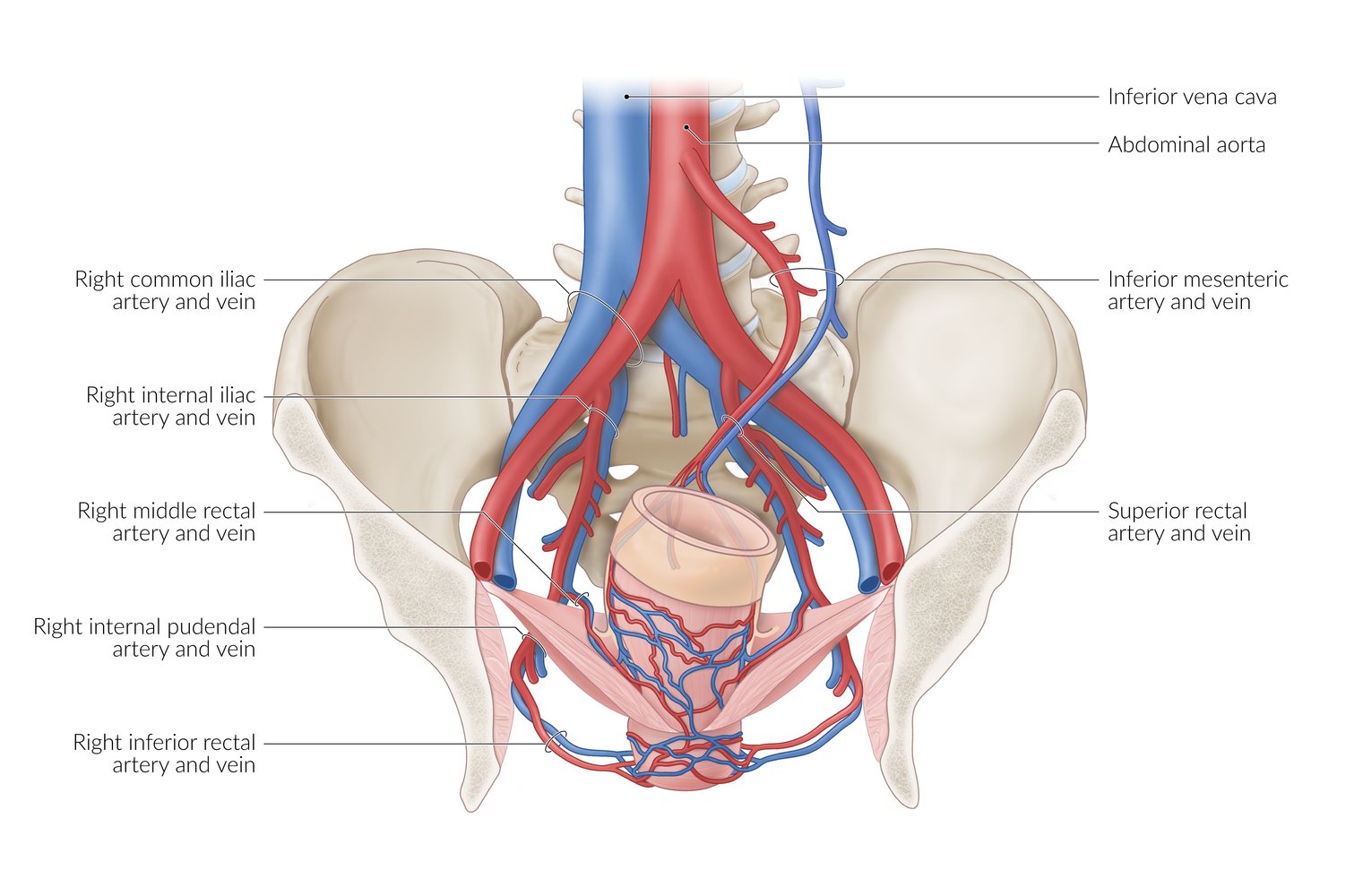 Pelvis with blood supply of the anal canal