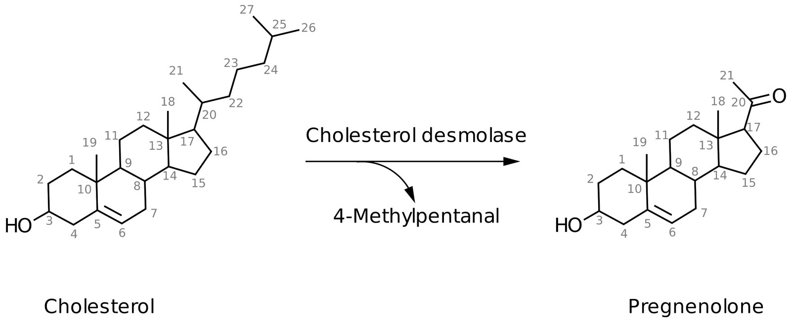 Biosynthesis of pregnenolone