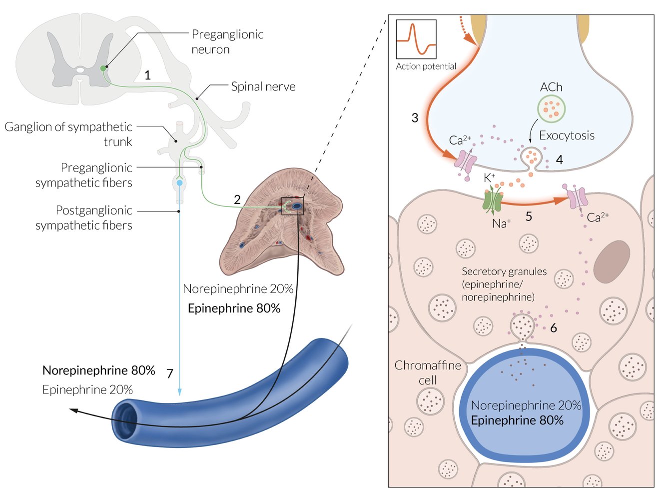 Sympathetic innervation of the adrenal medulla