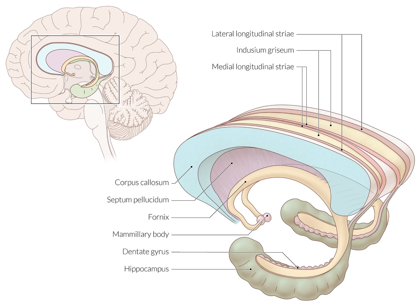 Hippocampus, corpus callosum, and fornix