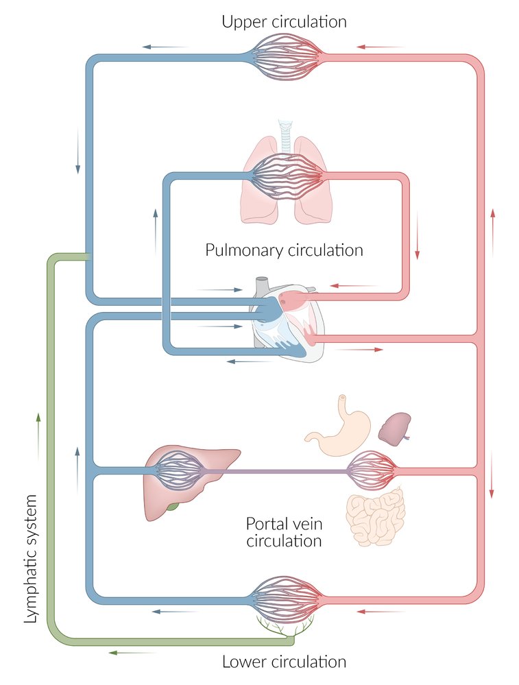 Overview of the systemic, pulmonary, and lymphatic circulation