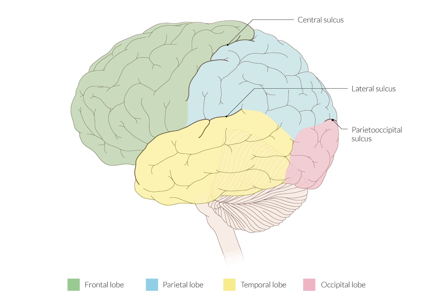 Lateral view of the cerebral lobes