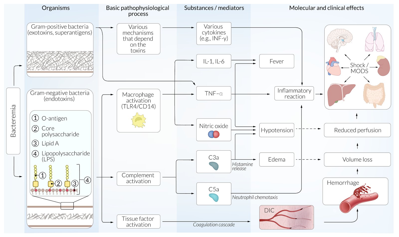 Effects of endotoxins and exotoxins