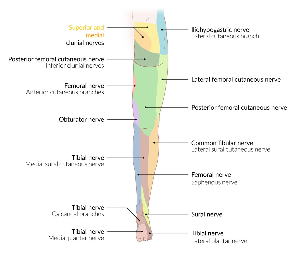Innervation areas of the peripheral nerves (leg, dorsal view)