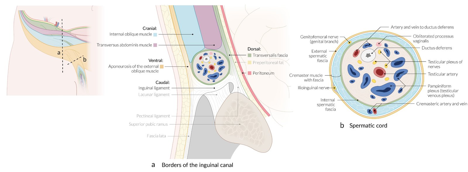 Borders of the inguinal canal and contents of the spermatic cord