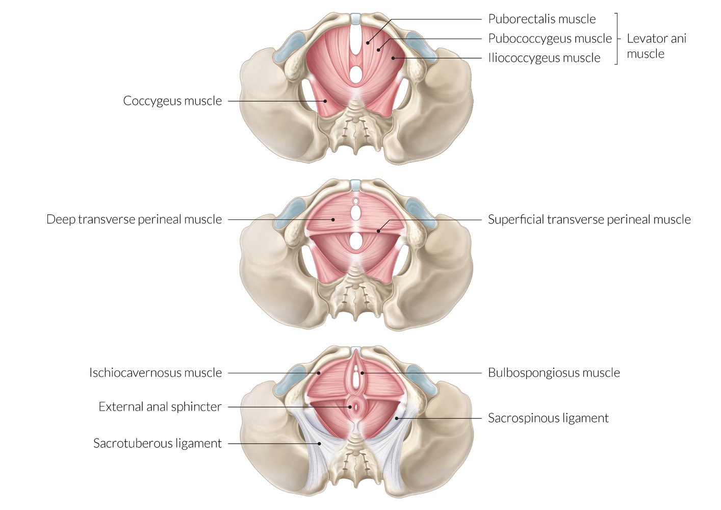 Layers of the pelvic floor