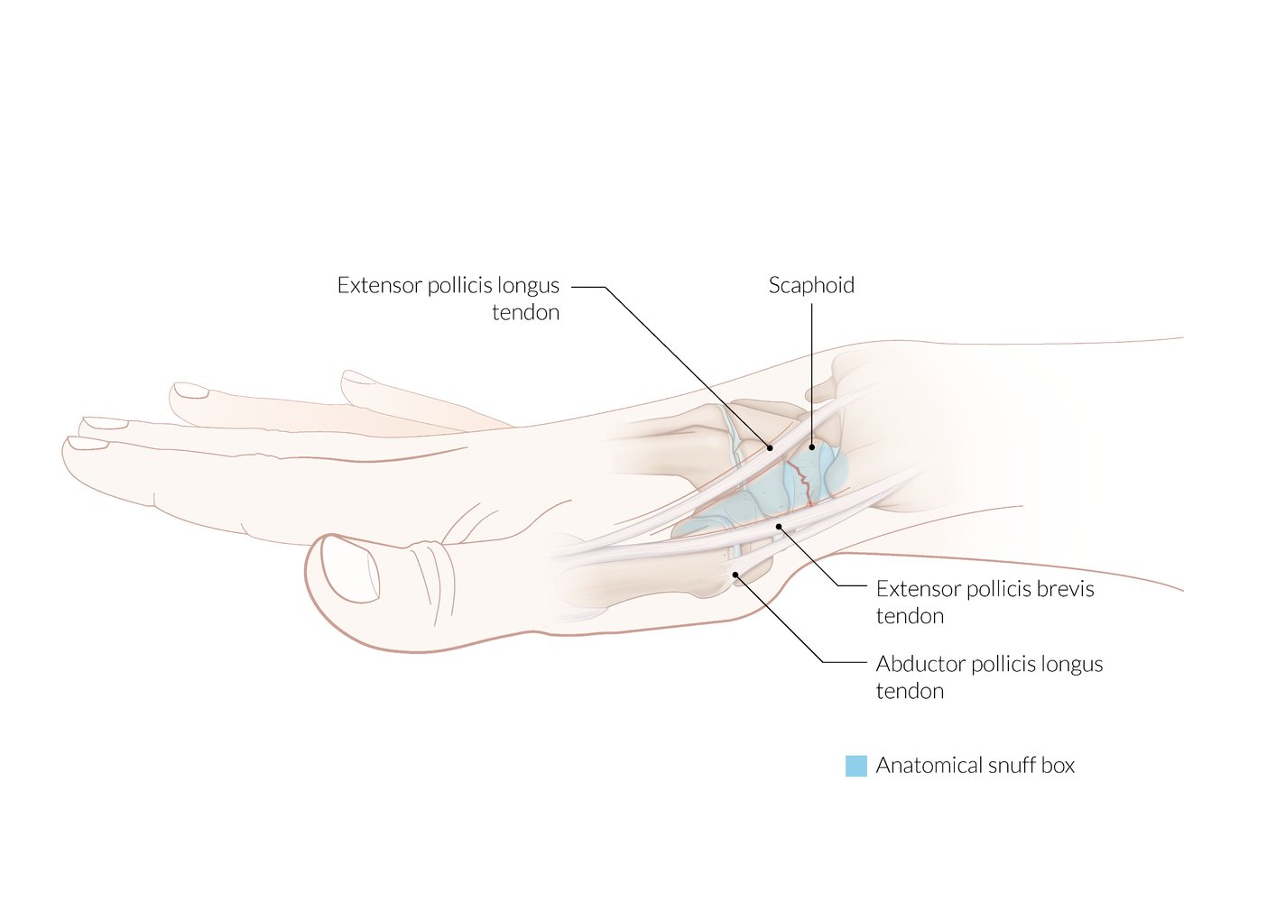 Anatomical snuff box