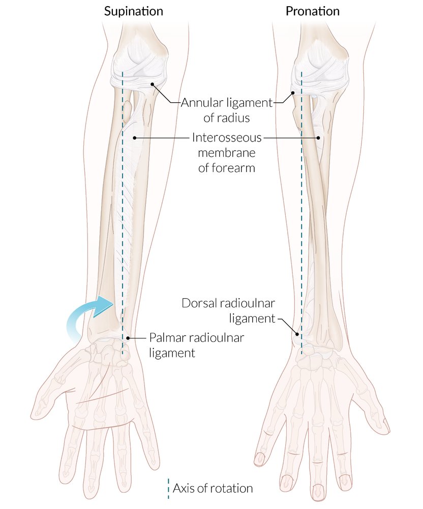 Supination and pronation