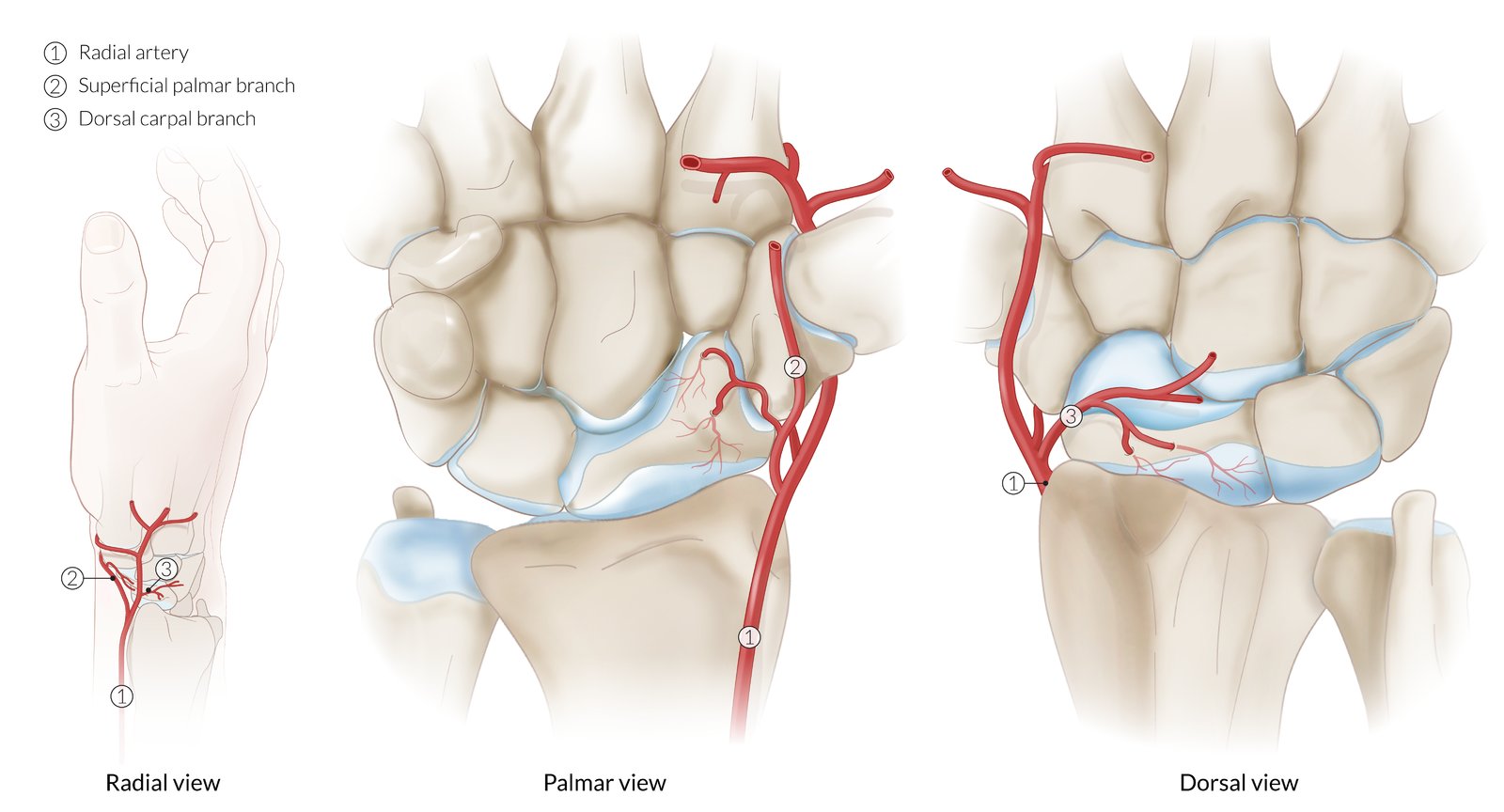Arterial blood supply of the scaphoid bone