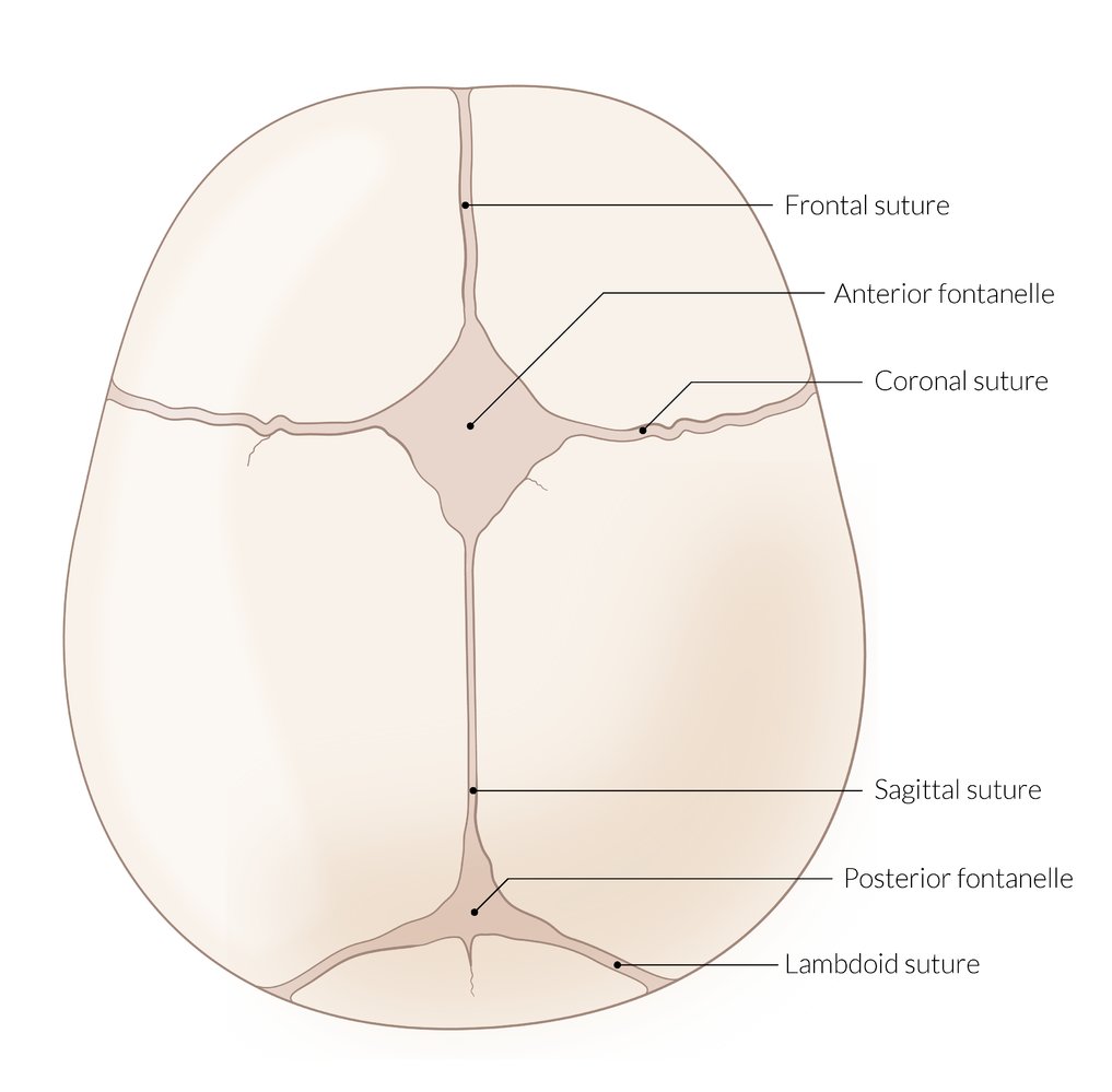 Cranial sutures and fontanelles