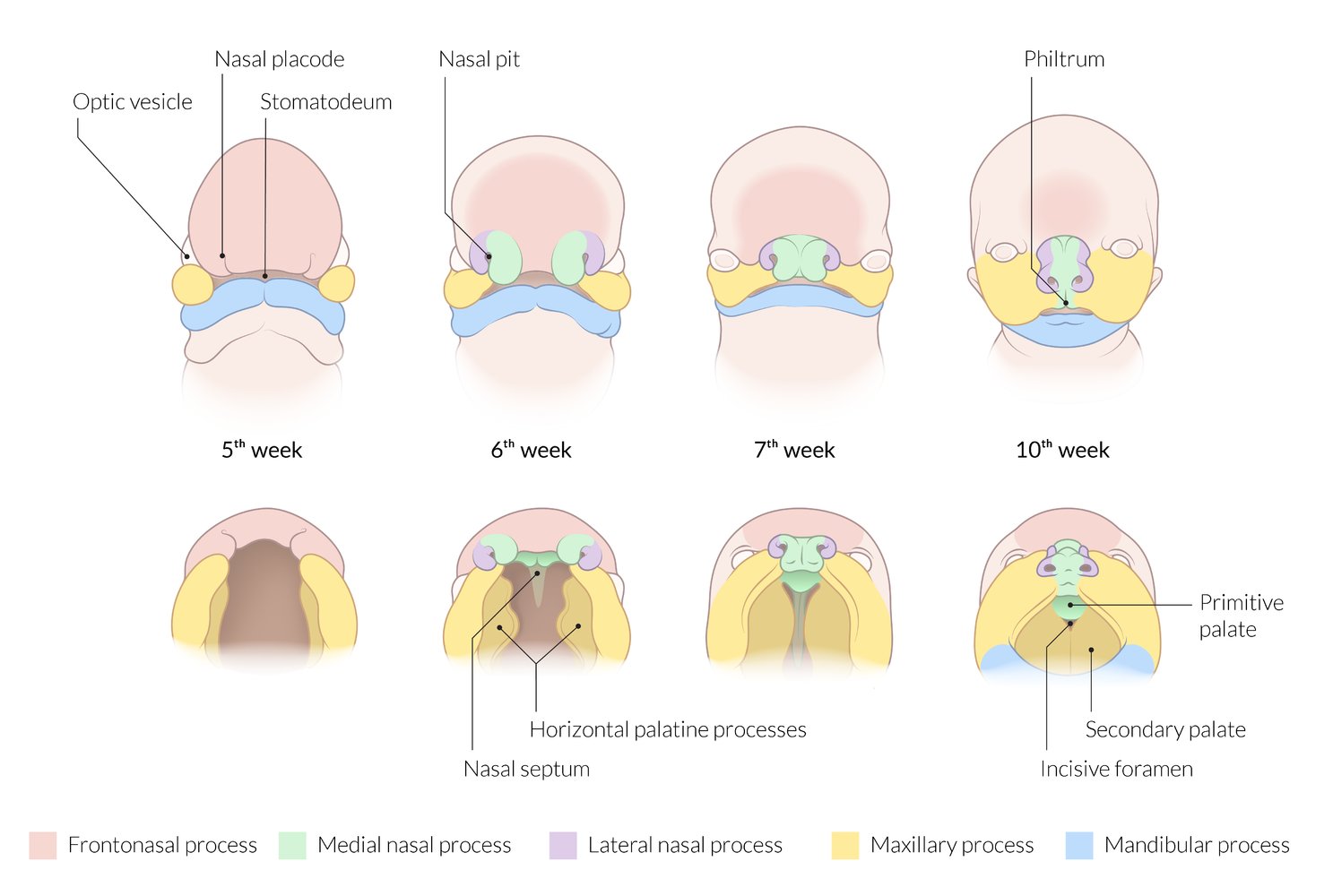 Development of the face and palate