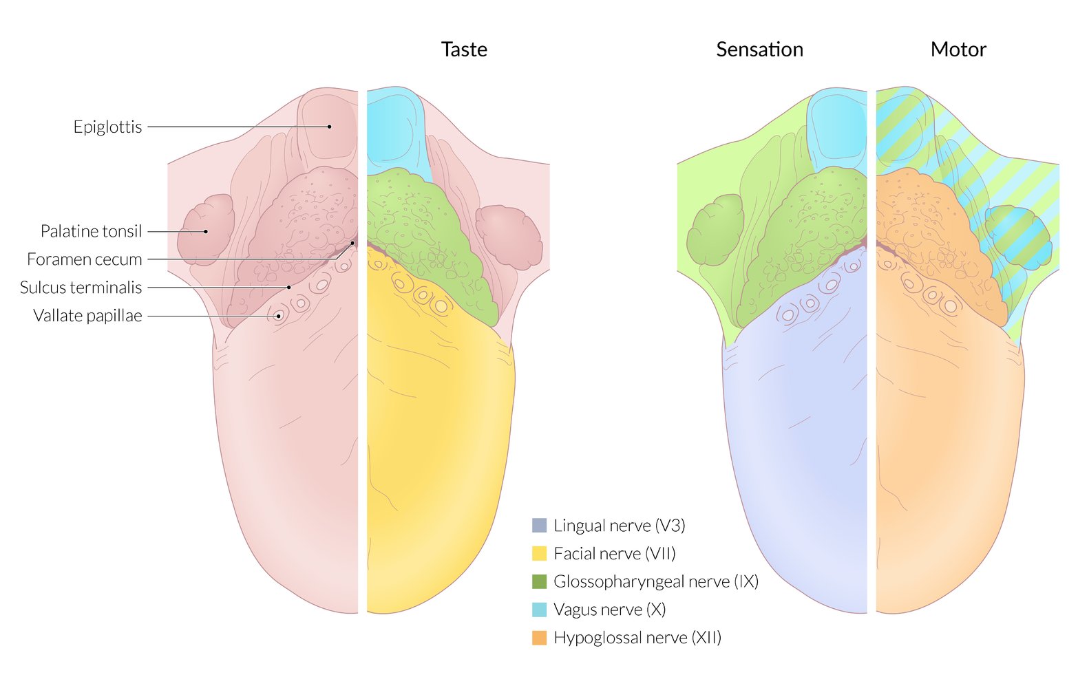 Innervation of the tongue