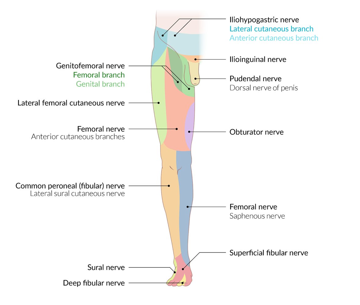 Innervation areas of the peripheral nerves (leg, ventral view)