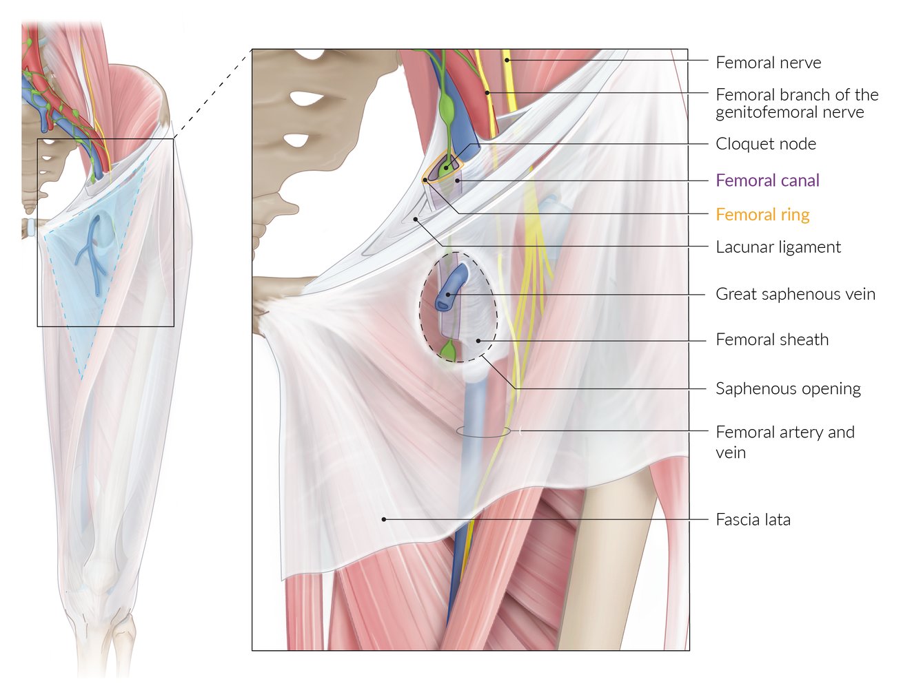 Femoral canal
