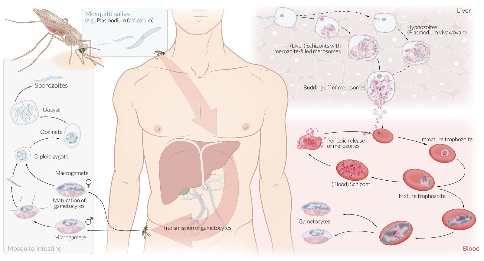 Lifecycle of Plasmodium falciparum (Malaria)