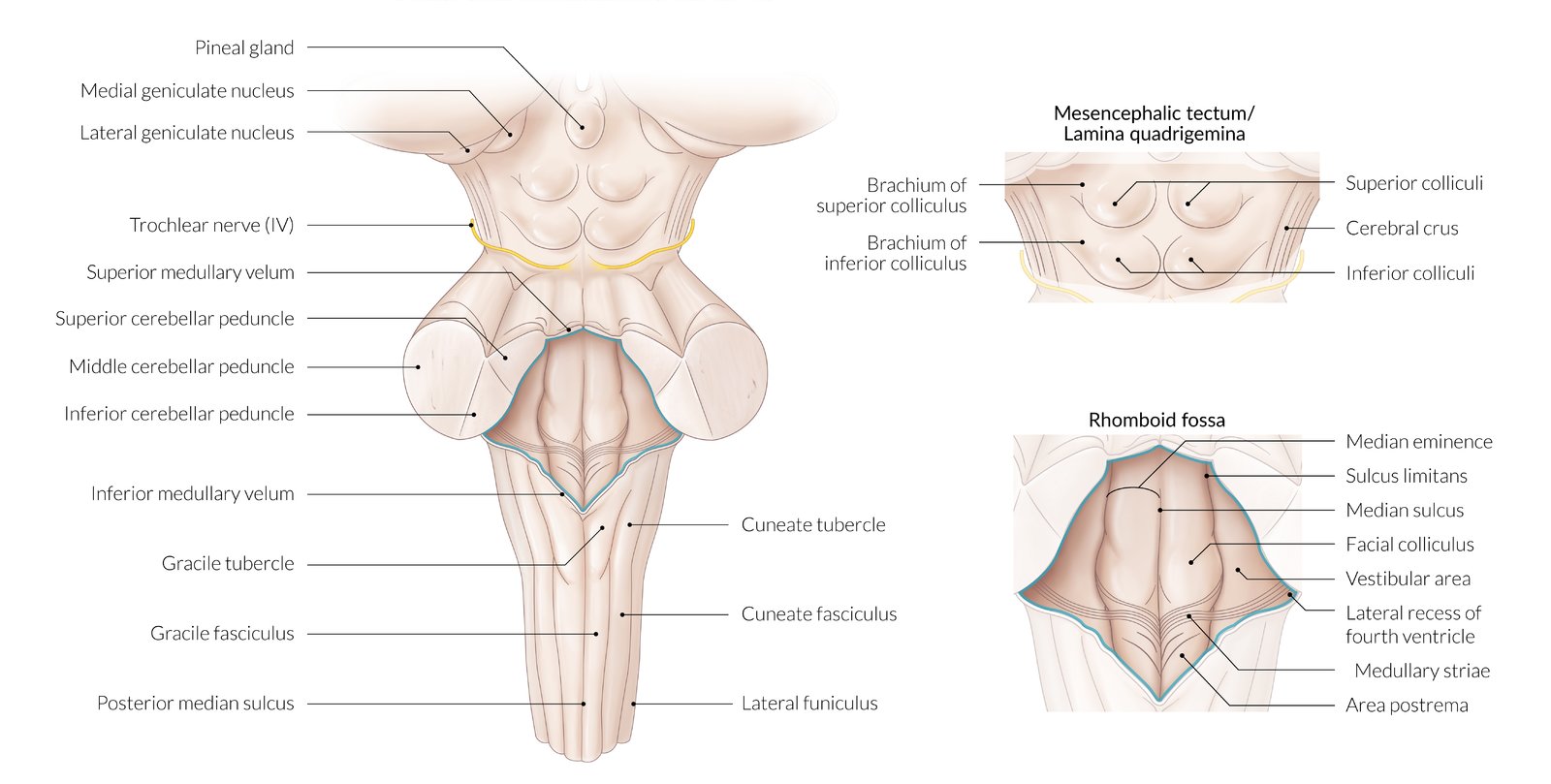 Brainstem and cerebellar peduncles