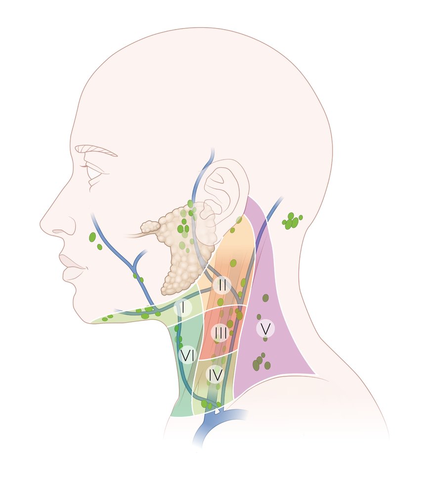 Cervical lymph node levels
