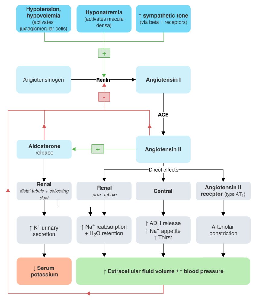 Renin-angiotensin-aldosterone system