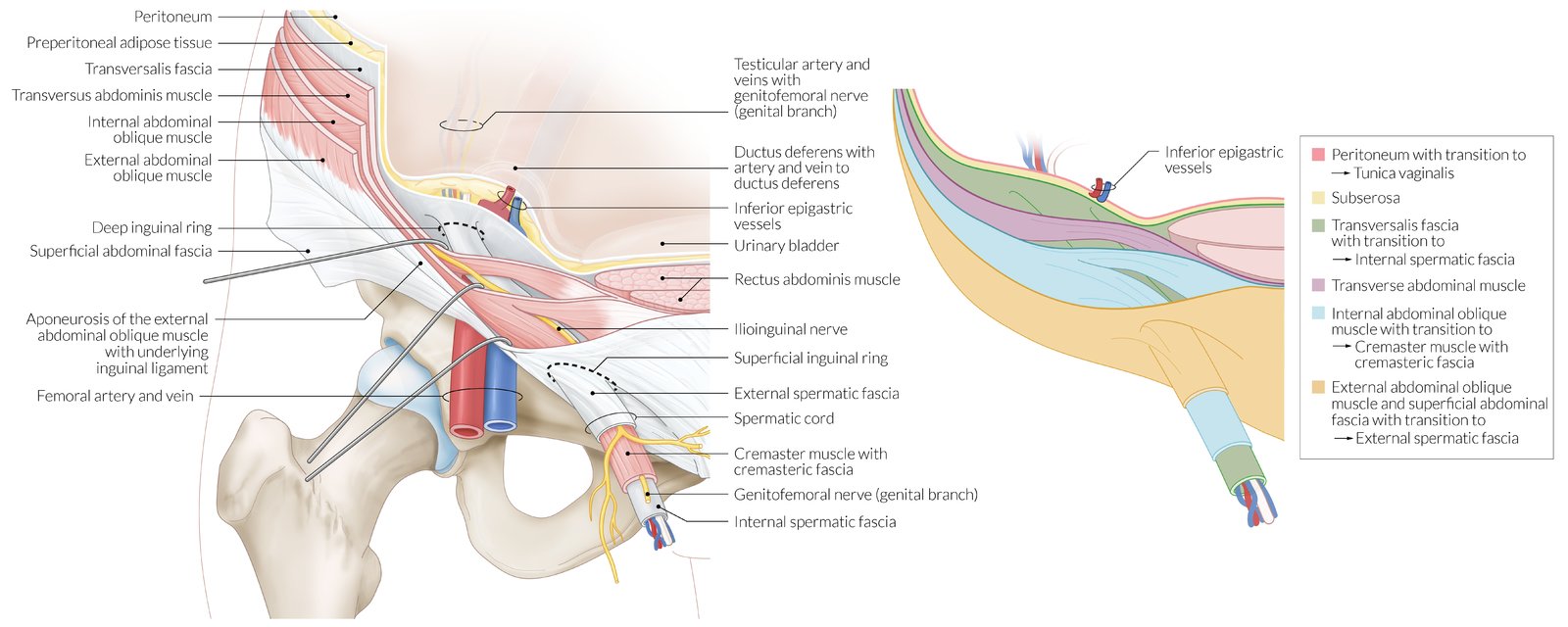 Inguinal canal and spermatic cord