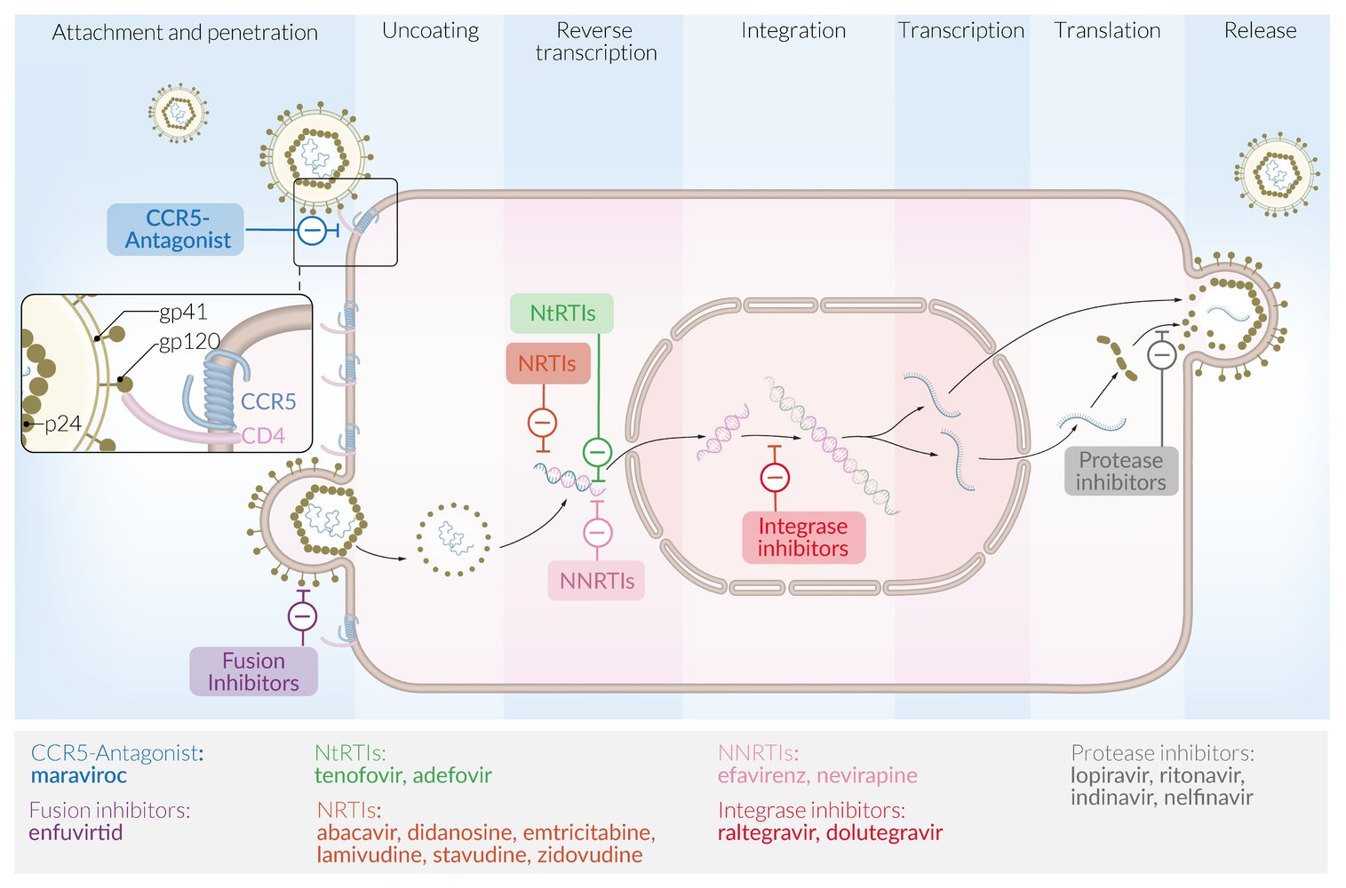 HIV replication and mechanism of action of antiretroviral drugs