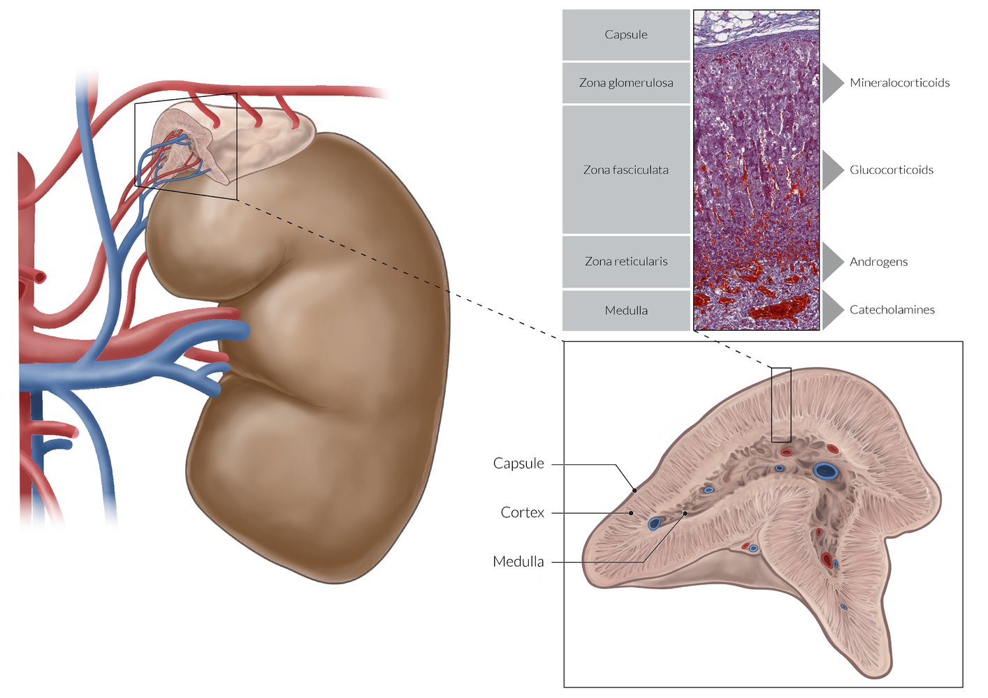 Location and microscopic anatomy of the adrenal gland
