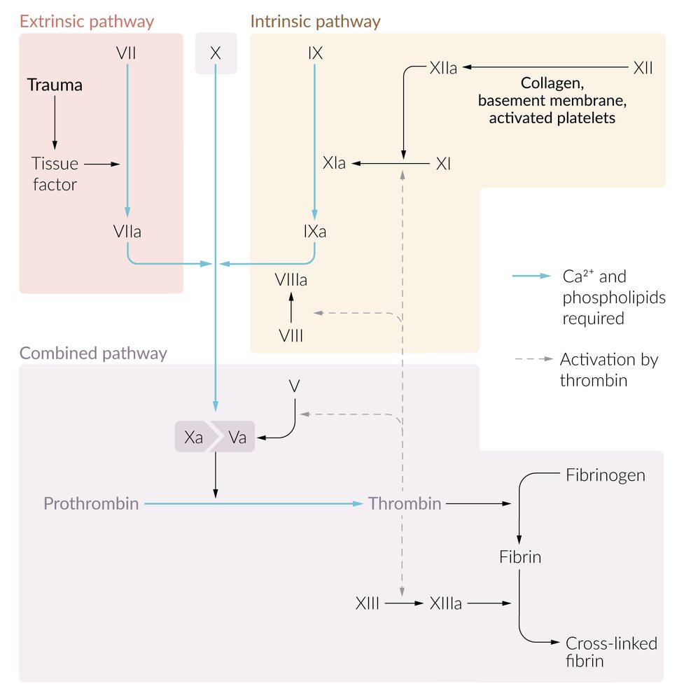 Secondary hemostasis