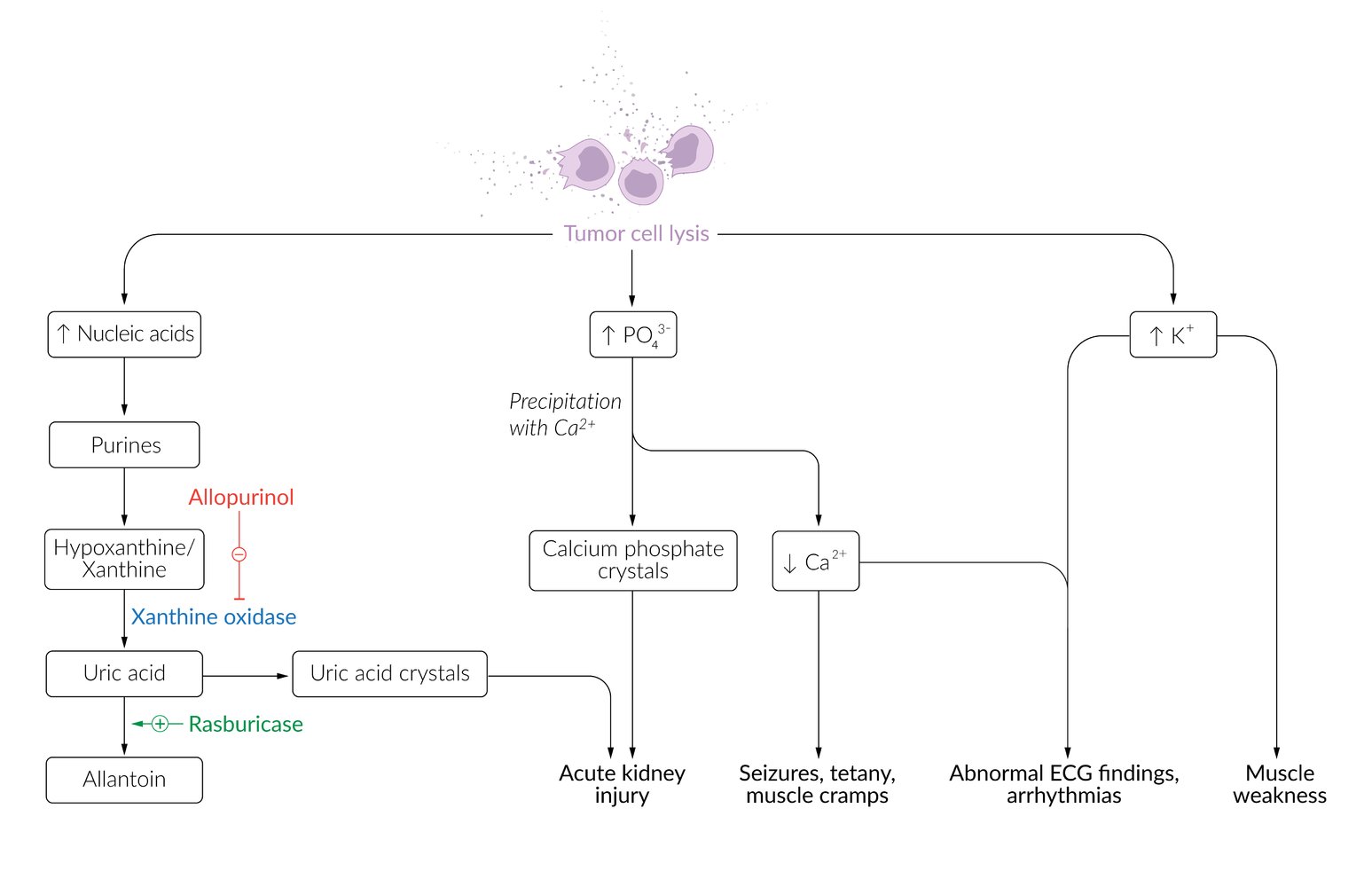 Tumor lysis syndrome