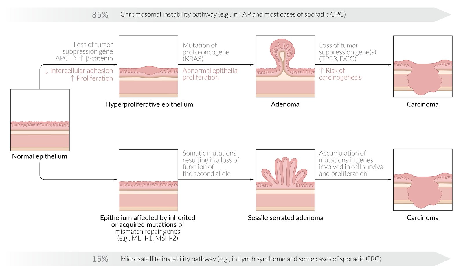 Colorectal carcinogenesis pathways