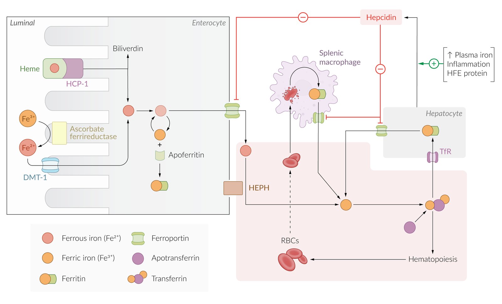 Regulation of iron metabolism