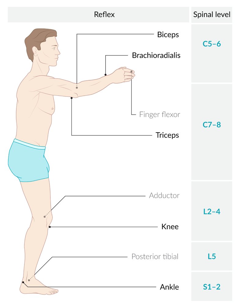 Deep tendon reflexes