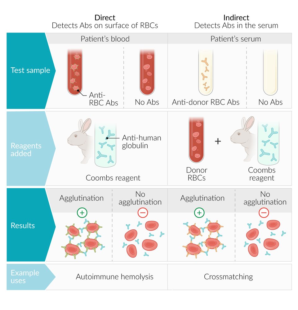 Direct and indirect Coombs tests